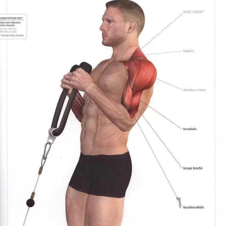 Triceps & Back Workout Rope Handle - yourelevatedwellness