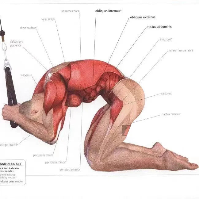 Triceps & Back Workout Rope Handle - yourelevatedwellness